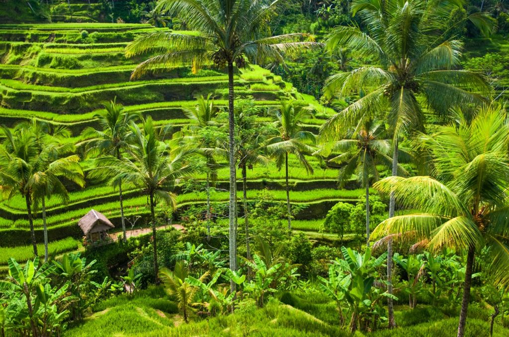 Best Daytrip Tours in Bali 3