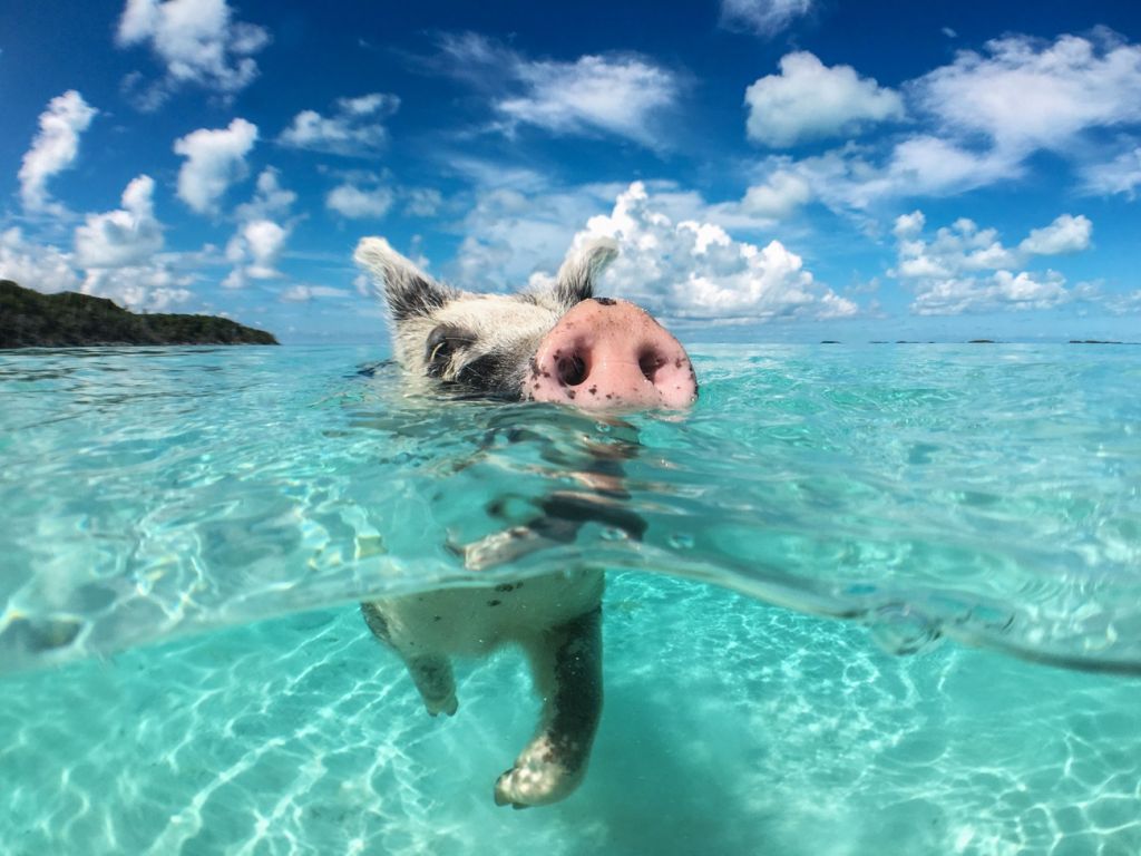 pig beach Bahamas