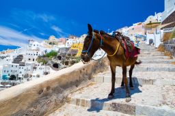 Santorini donkey ride