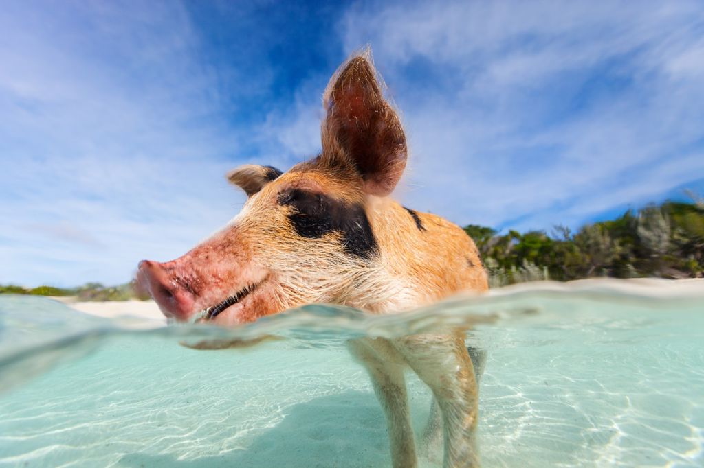 Pig Beach, Bahamas