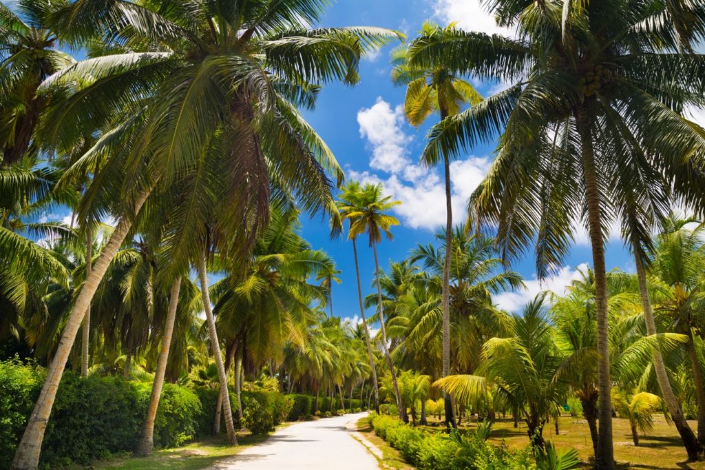 coconut plantation in La Digue Seychelles