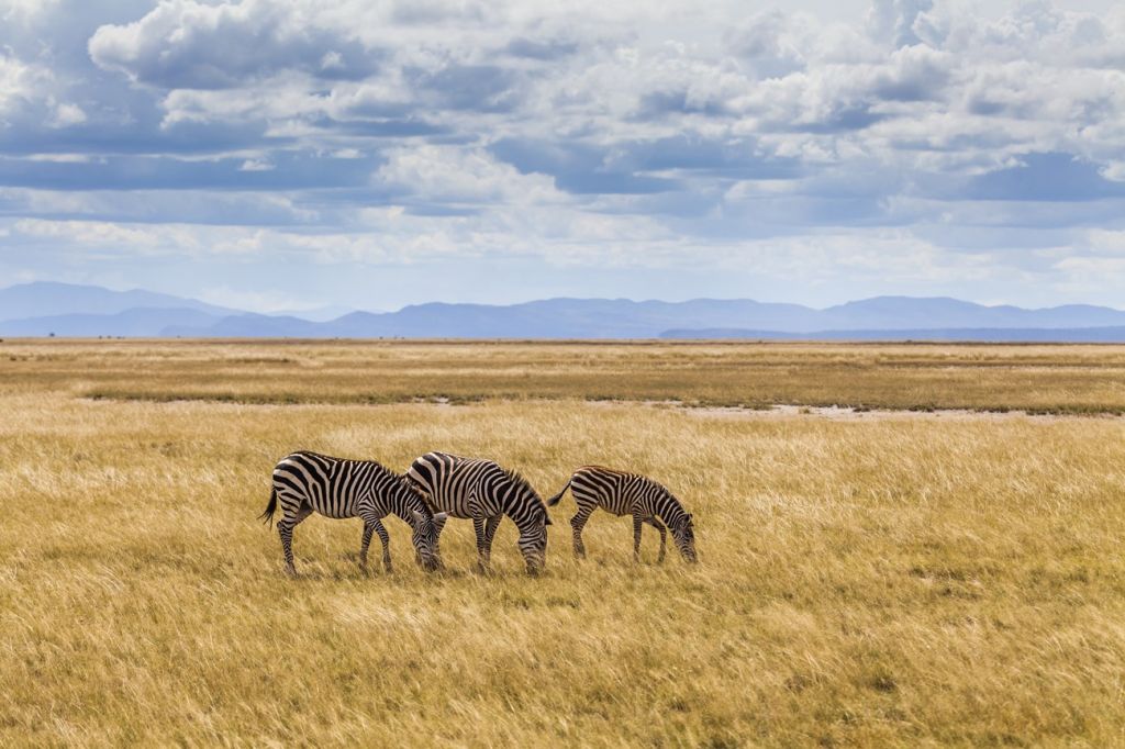 Maasai Mara National Reserve, Kenya