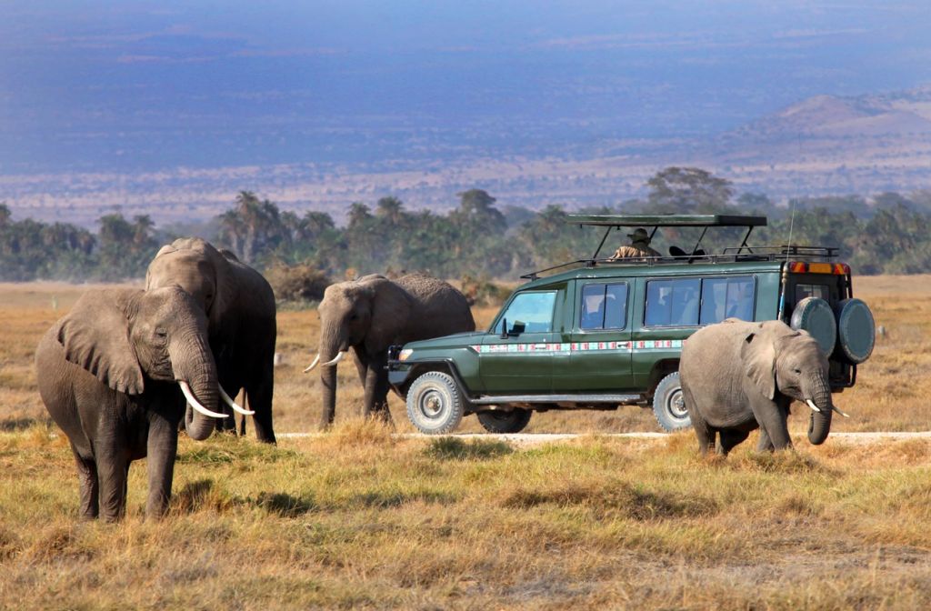 Safari - Maasai Mara National Reserve, Kenya