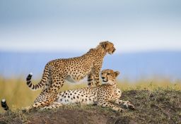 Maasai Mara National Reserve, Kenya