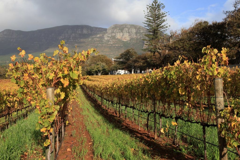 Groot Constantia